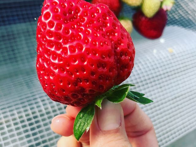 �Â��Ĕ�������������_���c�t�@�[���@�x���[��