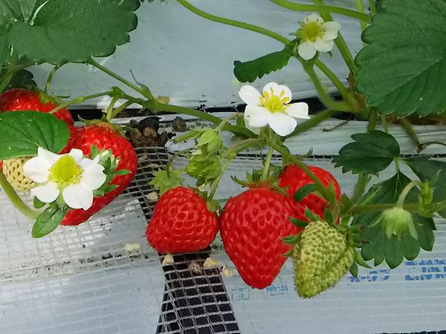 ^ԂȂɔԂ킢ł_㗢&g}g