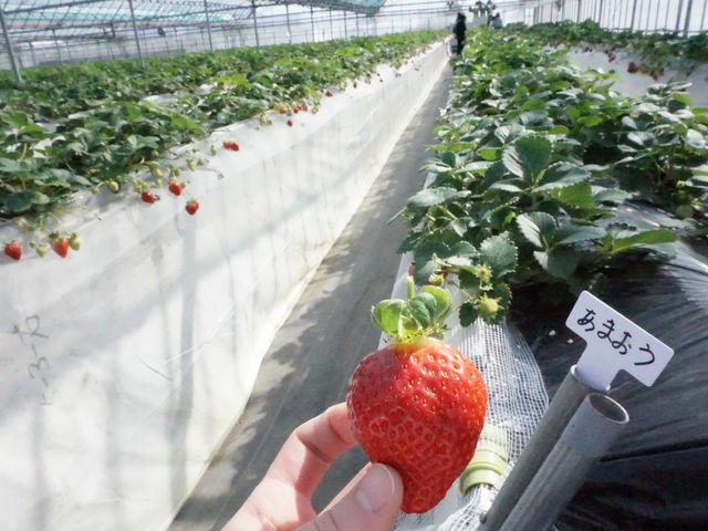 ����������_���c�t�@�[���@�x���[��