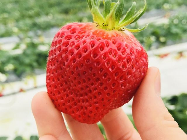 �w�^�������V���L�[���Ɨ����オ���Ă�̂������������Ƃ̂���_���̗��_��