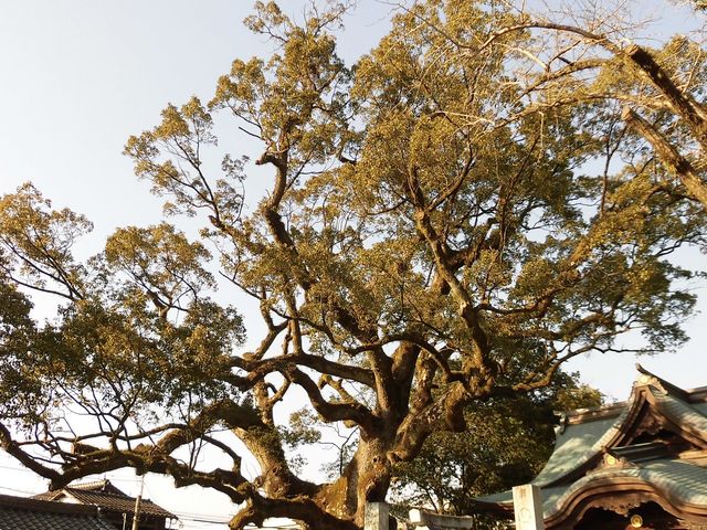 �@_�{��_�Ђ̑叾