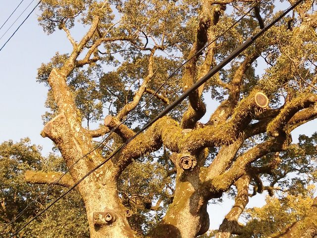 �A_�{��_�Ђ̑叾