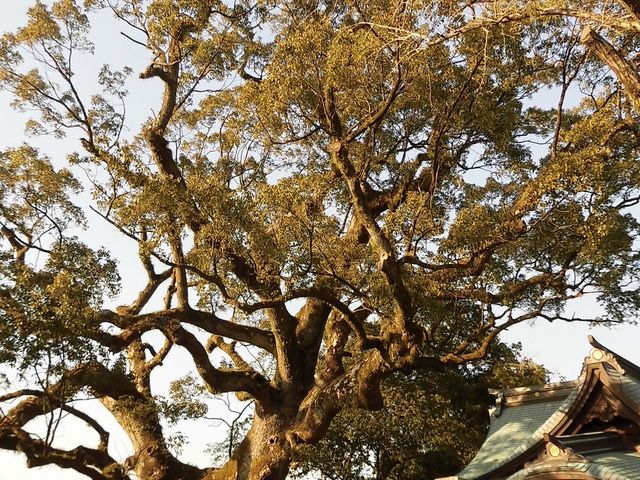 �B_�{��_�Ђ̑叾