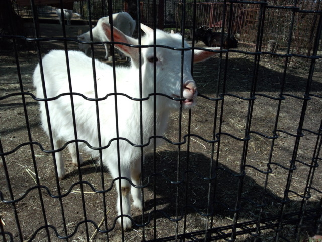 ���킢���ł�_�ƃP�r����������