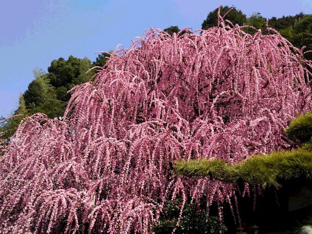 ��ɉf���邵����~�i����@�j_�L�c�~�тӂꂠ������