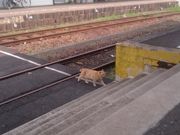 Ă₳̓{Ő[̓Swuт畽ˌwv̓eʐ^2