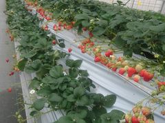 ~`̏㗢&g}gւ̓eʐ^1