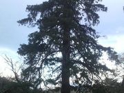 Ƃ񂳂̑׉̃Cgqo̓eʐ^2