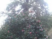 Ƃ񂳂̑׉̃Cgqo̓eʐ^4