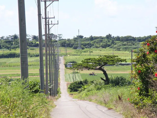 小浜島のサトウキビ畑が続くまっすぐな一本道