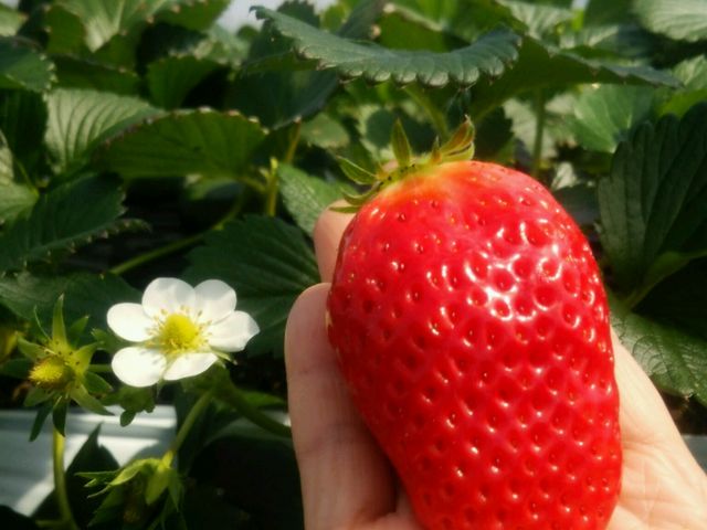 �傫���ĉ��X�Ȋ��n������!!_�����ό��A�O���X�l����