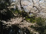 bq񂳂̖k{Rώ@̃GhqKUN̓eʐ^1