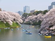 jR񂳂̐璹PΓ̍؂̓eʐ^1