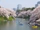 ニコちゃんさんの千鳥ケ淵緑道の桜並木の投稿写真1
