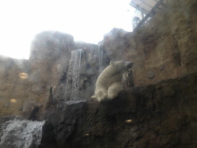 �V���N�}_���R������