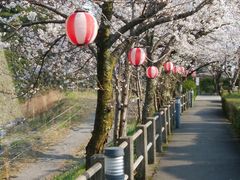 きょうさんの島原城堀端の桜の投稿写真1