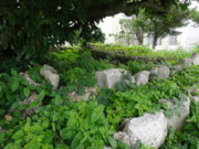 ney����̋v���݂�[���Q�̓��e�ʐ^1