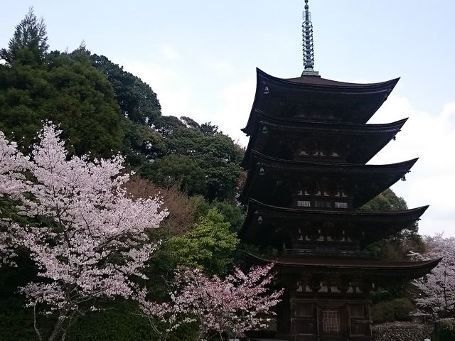 SP記念‼️お城✨お寺✨桜咲く✨瑠璃光寺✨五重の塔✨SPハイグレード、ジオラマ 山口市の桜の名所と、瑠璃光寺五重塔プロジェクションマッピング