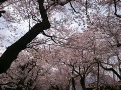 徳佐八幡宮しだれ桜 さくらの口コミ一覧 じゃらんnet