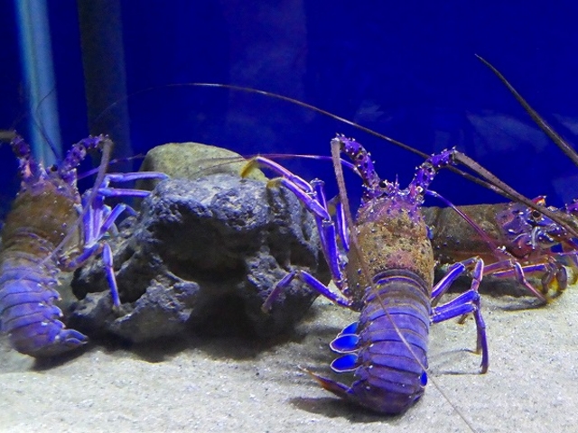 姫路 市立 水族館 トップ ベビーカー