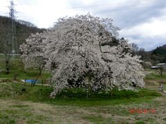 石部桜 アクセス 営業時間 料金情報 じゃらんnet