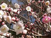 yko̒}gR~т̔~̓eʐ^1