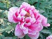 ykôΉO@Peony Garden Tokyo in Tsukuba̓eʐ^1