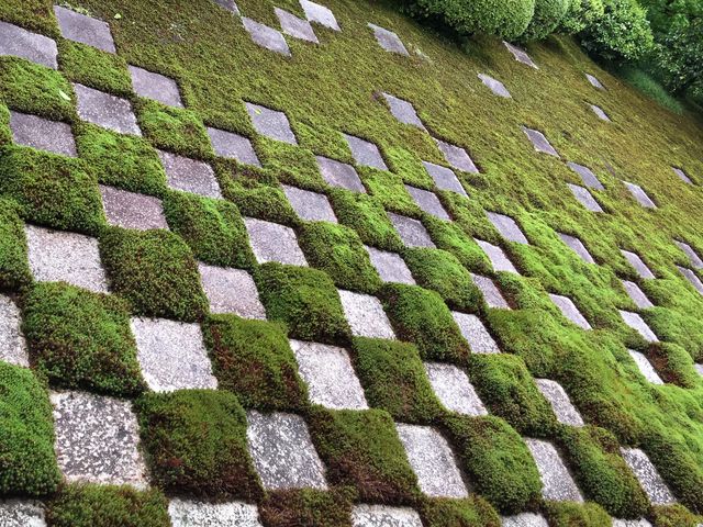 �s���͗l�~�΂��Y��_������