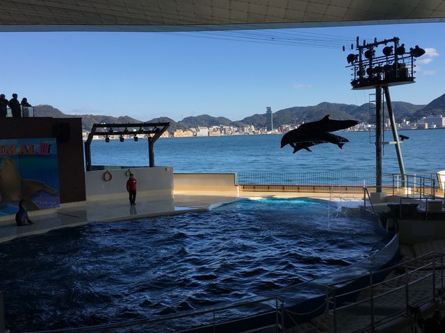 �C���J�̃V���[_���֎s�������̂��������فE�C����