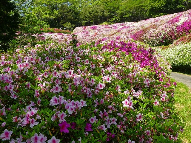 �Ȃ邩�퉀�n�E���̒J_�Ȃ邩�퉀�n