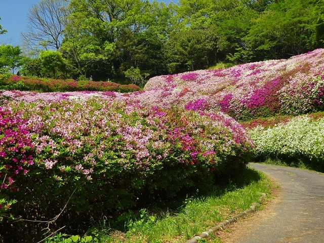 �Ȃ邩�퉀�n�E���̒J_�Ȃ邩�퉀�n