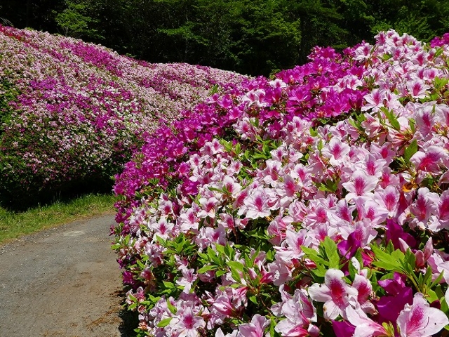 �Ȃ邩�퉀�n�E���̒J_�Ȃ邩�퉀�n