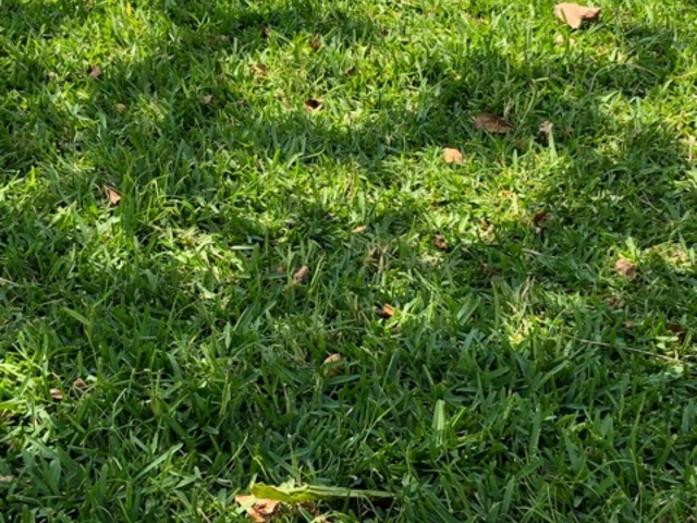 �ΎŐ�_�����ȃG�R�E�X�|���N����