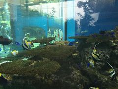 N̓Ȗ،Ȃ퐅Vւ̓eʐ^3