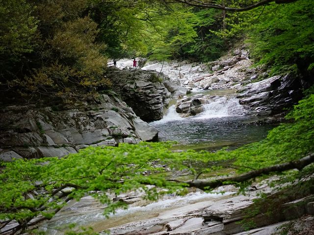 �V�΂̖؁X�ƁA�����ƁA������̐D�萬���i�F�͍ō��ł����B_�ʉ͌k