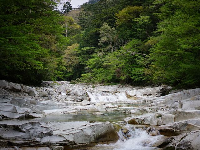 �V�΂̖؁X�ƁA�����ƁA������̐D�萬���i�F�͍ō��ł����B_�ʉ͌k