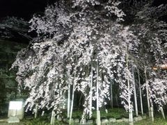 endatsuさんの和歌山城の桜まつりへの投稿写真1