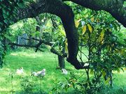 ݁[ςӂςӂDIC쑺LOpق̓eʐ^1