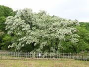 ��ږꂳ��̃q�g�c�o�^�S�����n�̓��e�ʐ^1