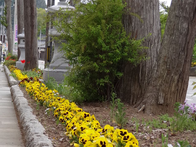 O̓HBԓ̋EɃpW[ƃ`[bv炢Ă܂B_{R`c@