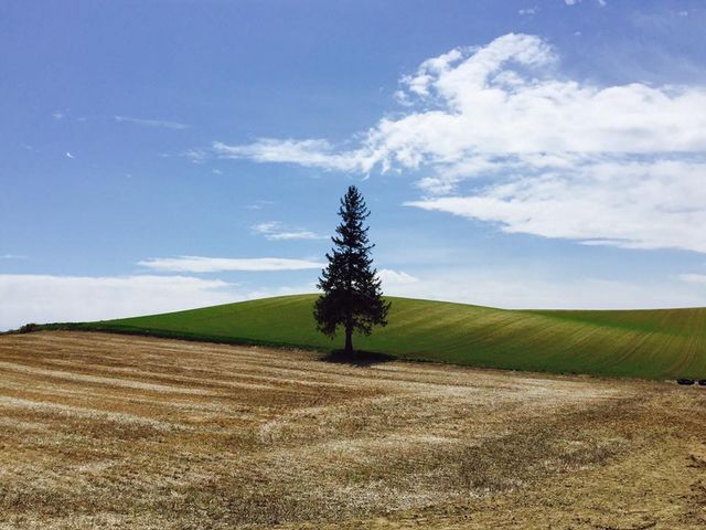 �p�m���}���[�h�ɂ���N���X�}�X�c���[�̖؁B
�����A�N�w�̖؂̂悤�ɂȂ��Ă��܂��̂��낤���c_�p�m���}���[�h