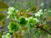 W̖n搅n݂̂ǂ̍̓eʐ^1