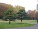 りすさんのポプラ並木（水元公園）の投稿写真1