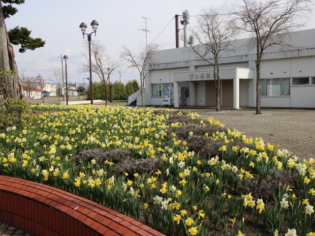 �X�C�Z���̉ԂƋ���_��z���S�N�L�O����