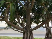 �ҁ[�̂���̃A�_���̓��e�ʐ^1