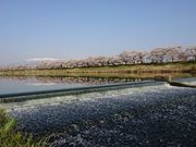 ܂[܂񂳂̔B_̓eʐ^1