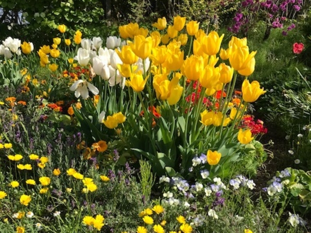 �t�炵�����F���`���[���b�v_�K�[�f���~���[�W�A����b