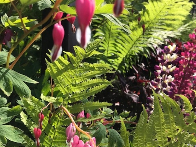 �n�[�g�^�̉Ԃ��f�G�B_�K�[�f���~���[�W�A����b