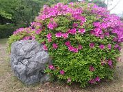 񂿂񂳂̊Ö،̓eʐ^1