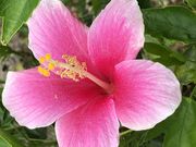 K.O����̃n�C�r�X�J�X�̓��e�ʐ^1